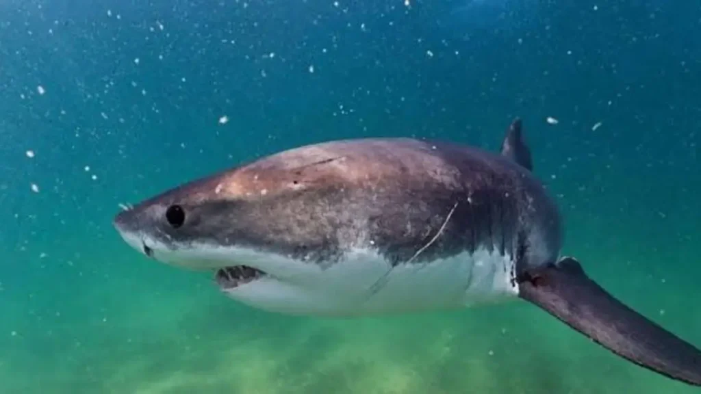 Great White Shark: The Powerful Predator Beneath the Waves great white shark